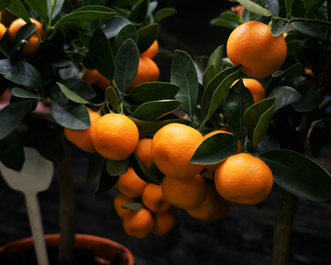 Много спелых плодов мандарина на дереве 