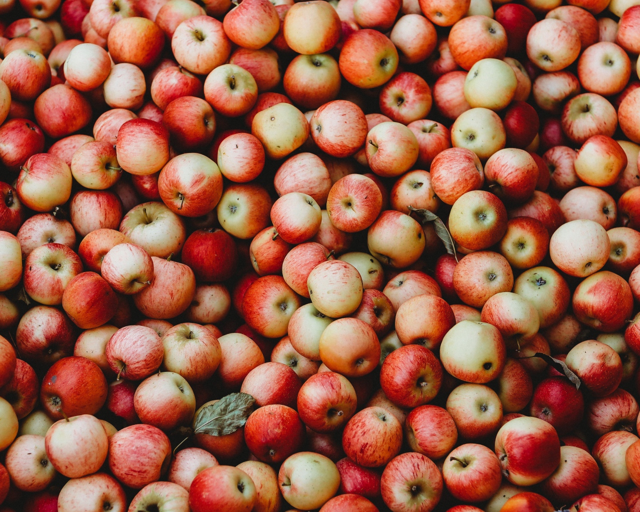 Много спелых красных яблок крупным планом 