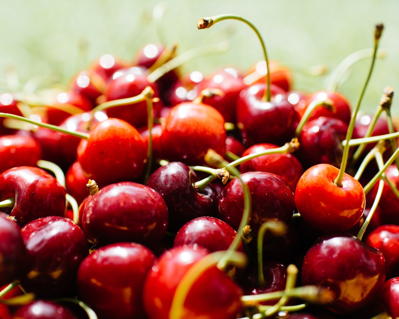 Много спелых ягод красной черешни 