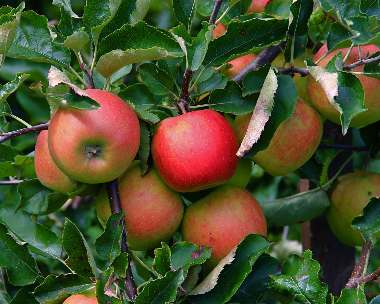 Много спелых сладких яблок на ветке в листьях 