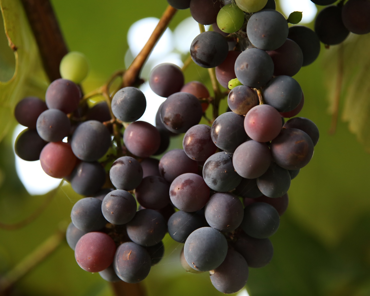 Розовый виноград Лидия на лозе 