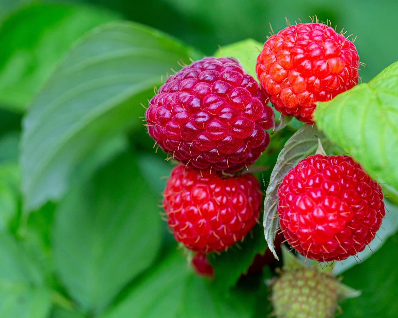 Спелая сочная красная малина на ветке 