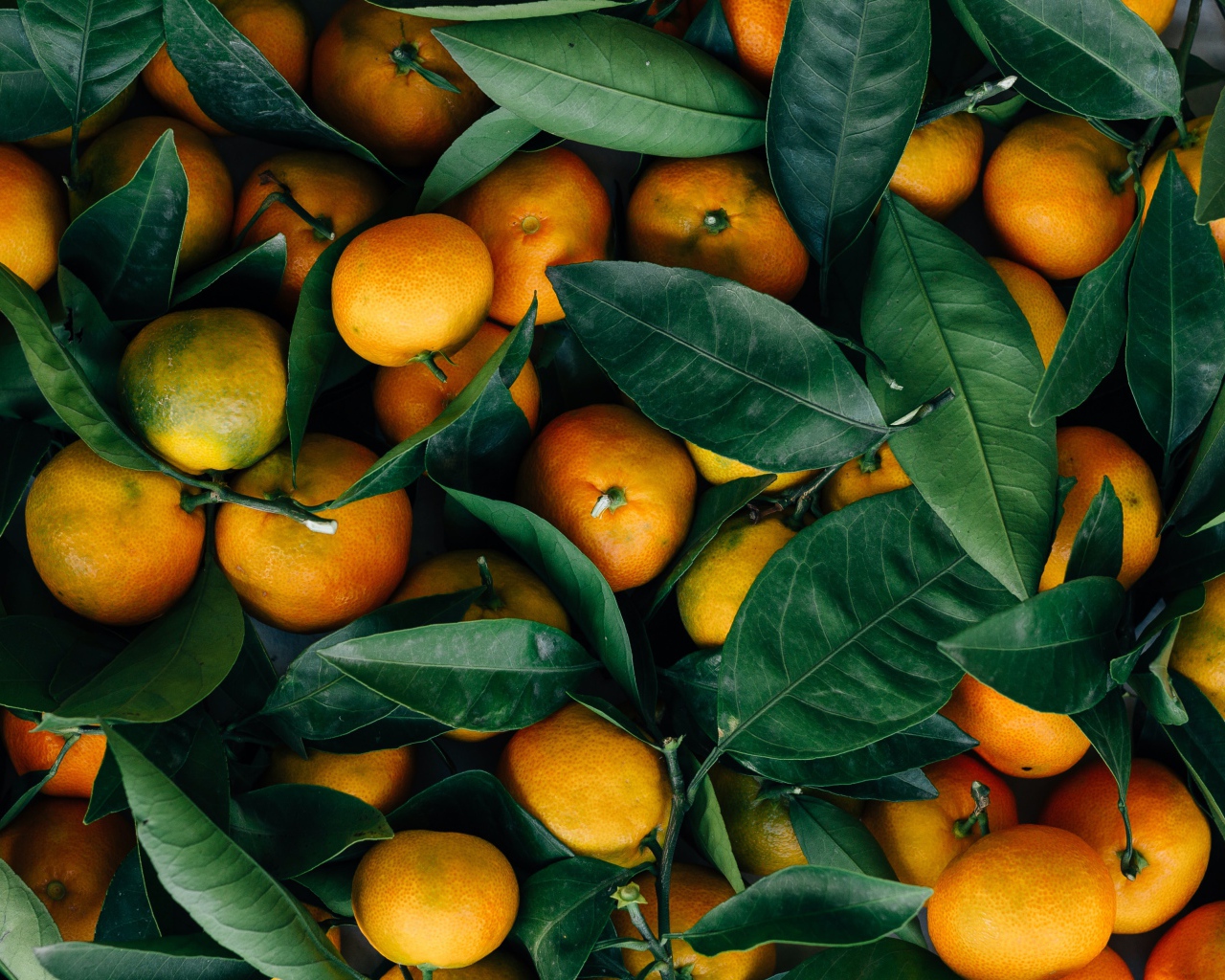 Спелые оранжевые плоды мандарина с зелеными листьями