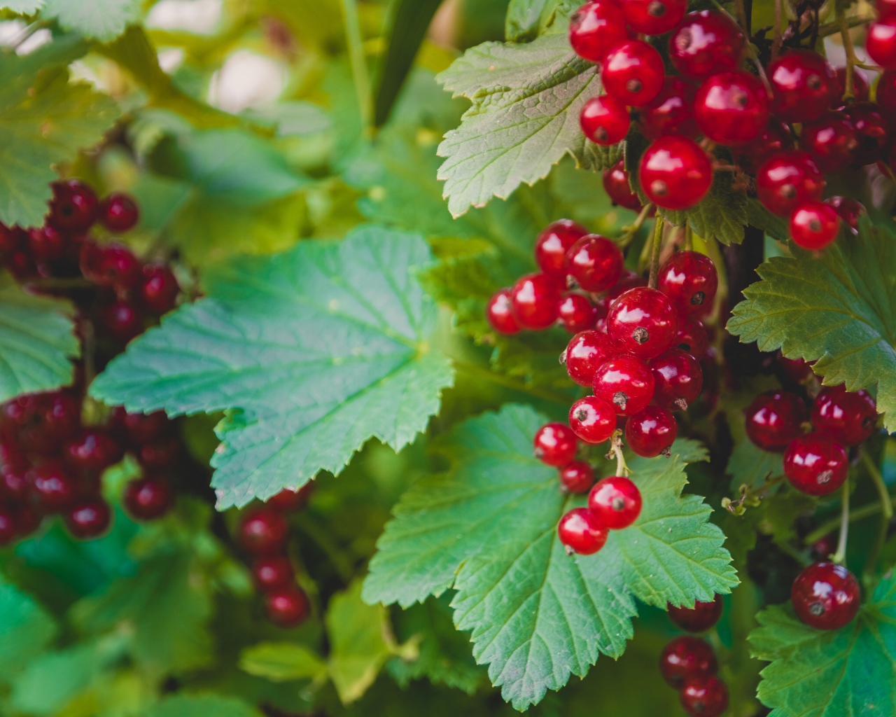 Спелая красная смородина с зелеными листьями на кусту