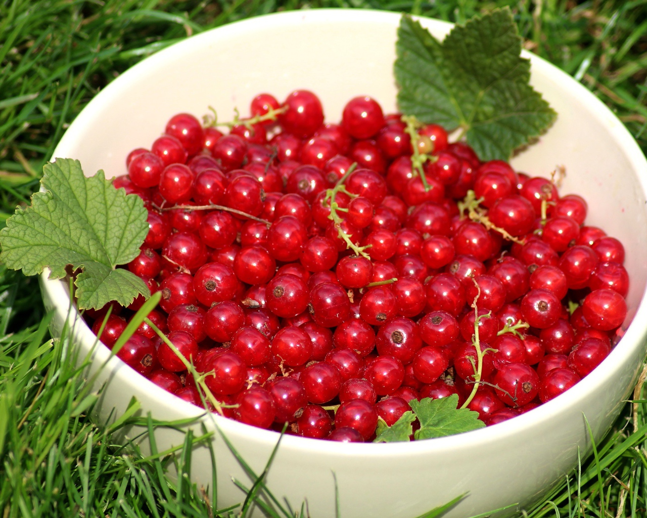 Спелая красная смородина в белой миске на зеленой траве 