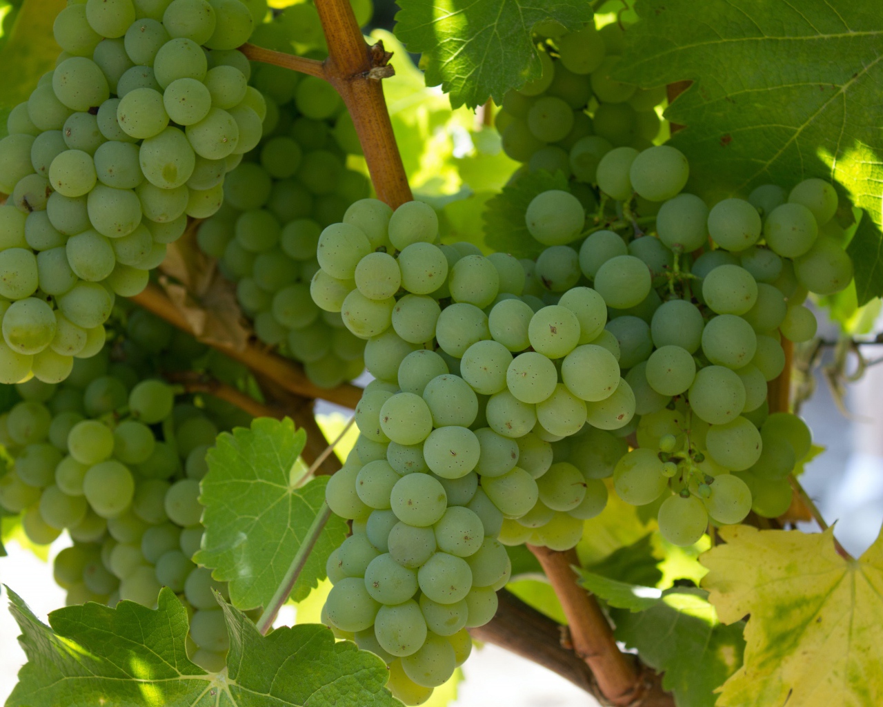 Спелый белый виноград на гроздьях 