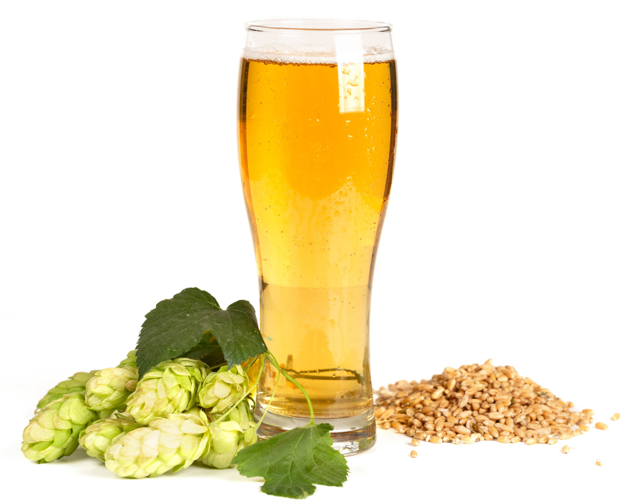 Бокал холодного пива на белом фоне с хмелем и зернами пшеницы