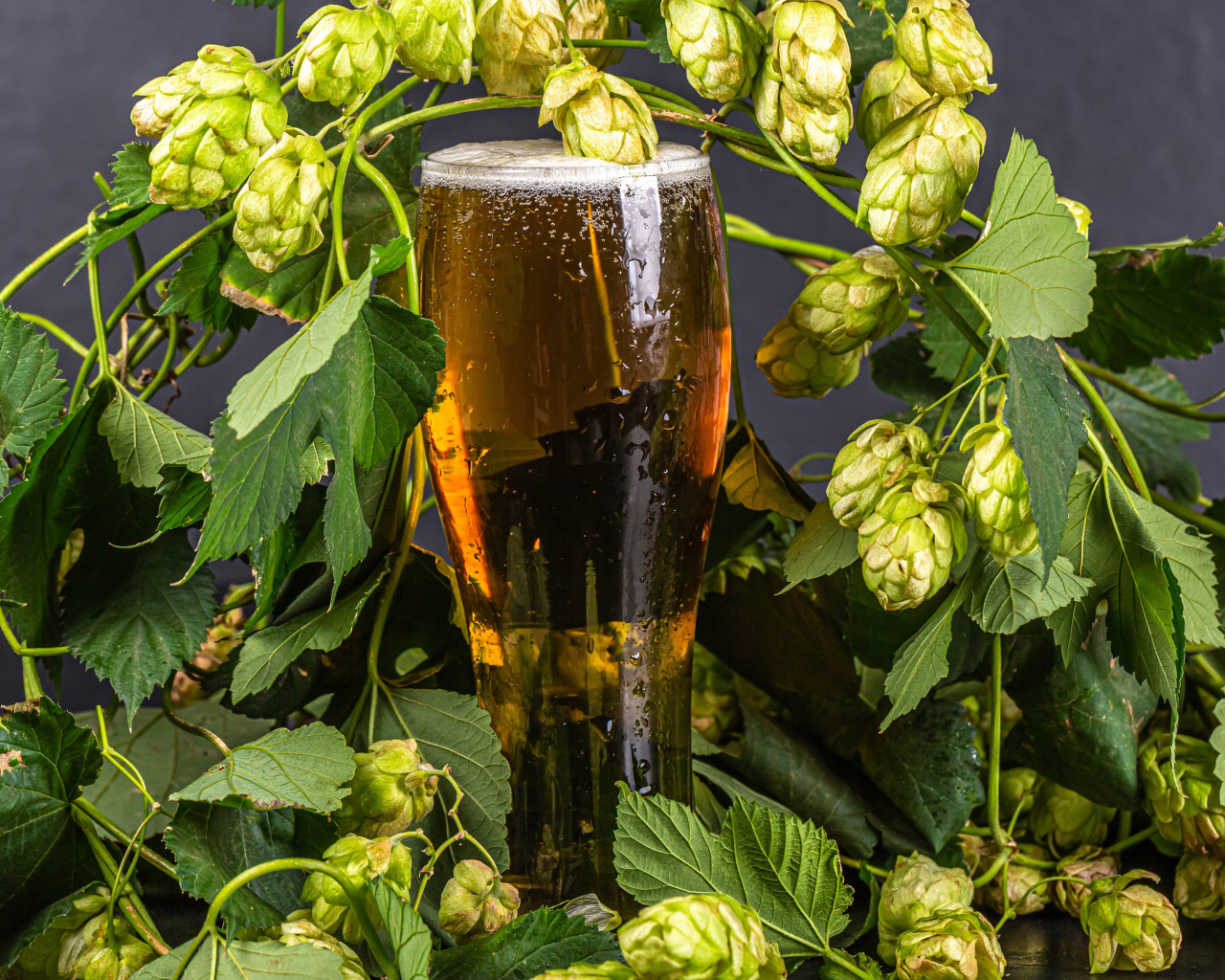 Бокал холодного пива с шишками хмеля на сером фоне