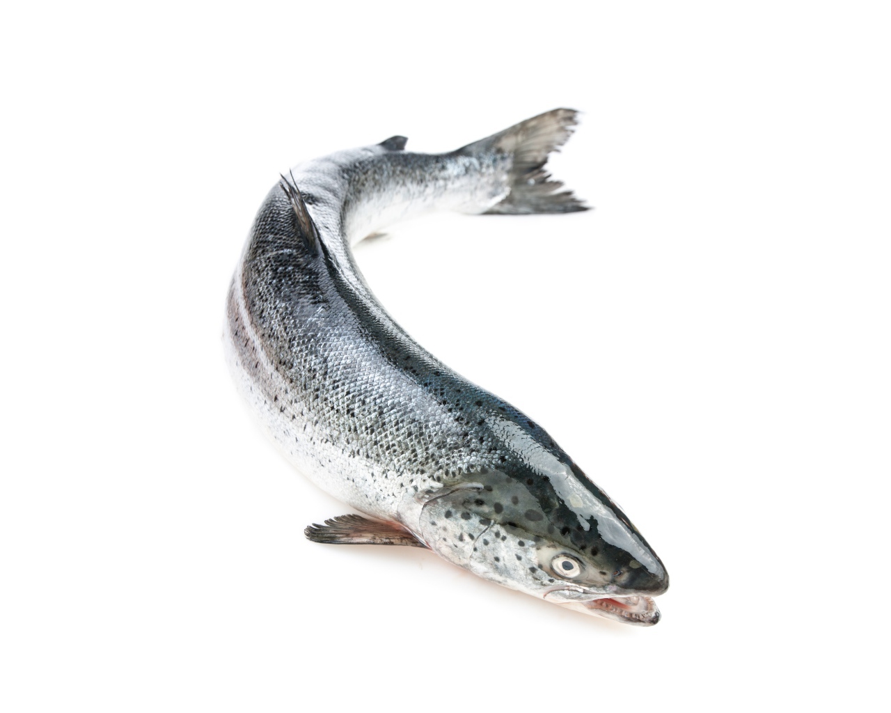Большая свежая рыба форель на белом фоне