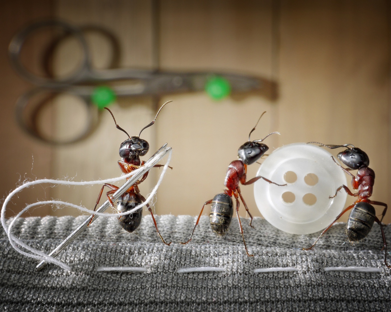 Три муравья пришивают пуговицу