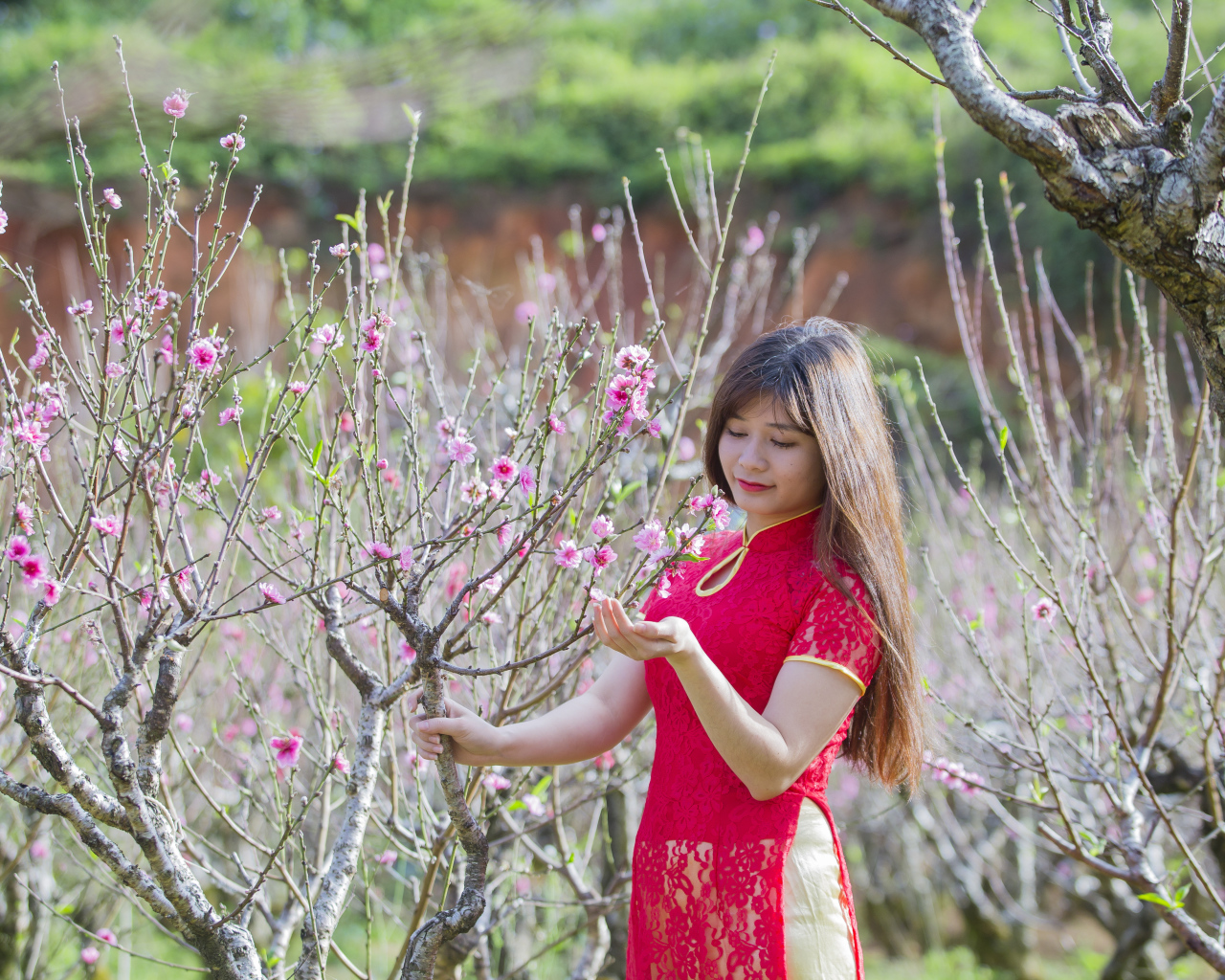 Красивая азиатка в красном наряде у дерева сакуры
