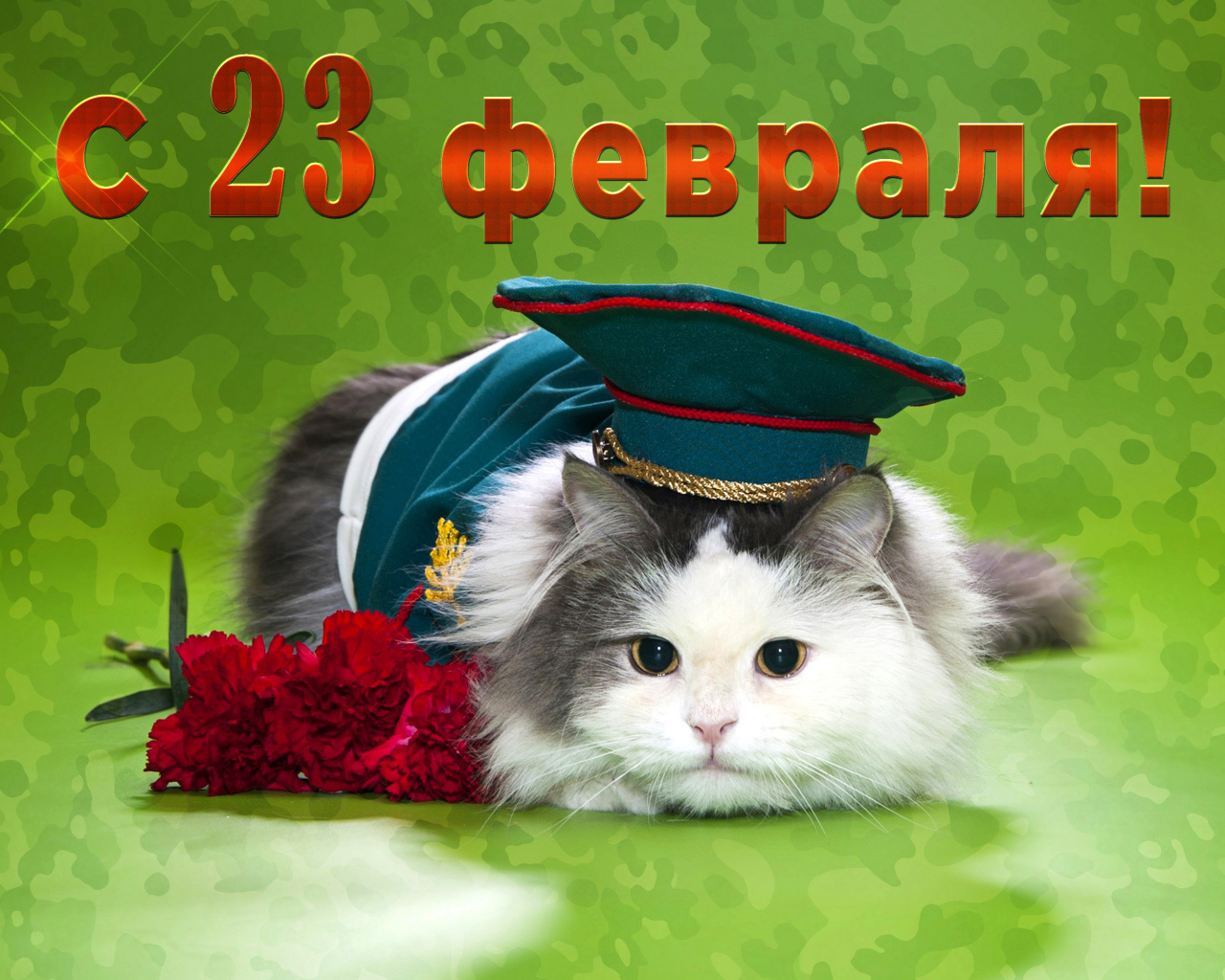 Кот с гвоздиками и фуражке на День Защитника Отечества 23 февраля