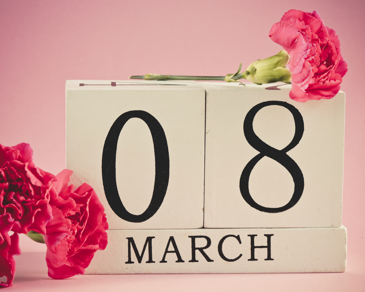 Pink carnations as a gift for March 8