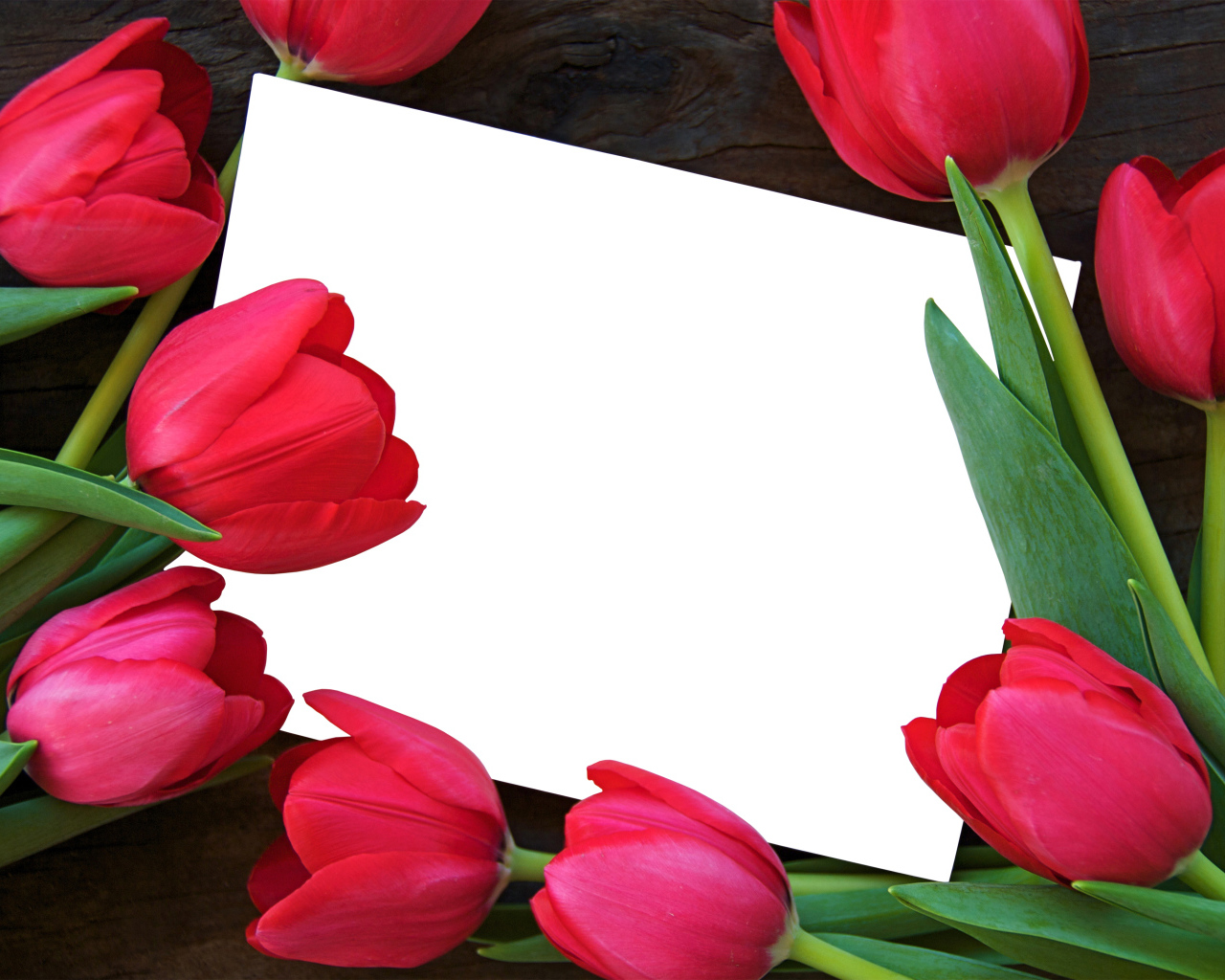 Белый лист бумаги и красные тюльпаны, шаблон поздравительной открытки