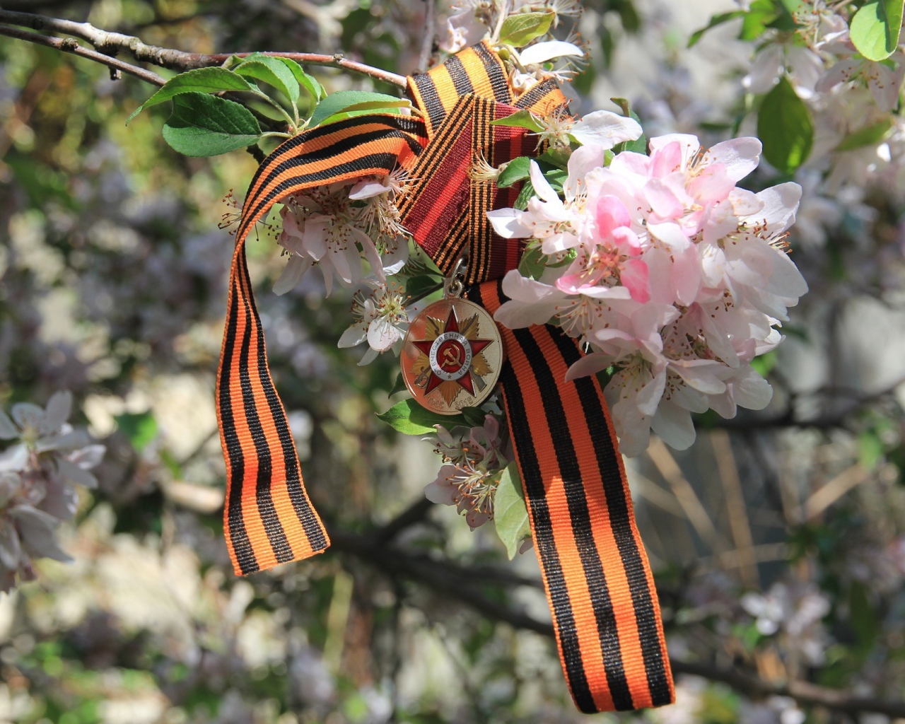 Георгиевская лента и награда на яблоне на 9 мая День Победы 