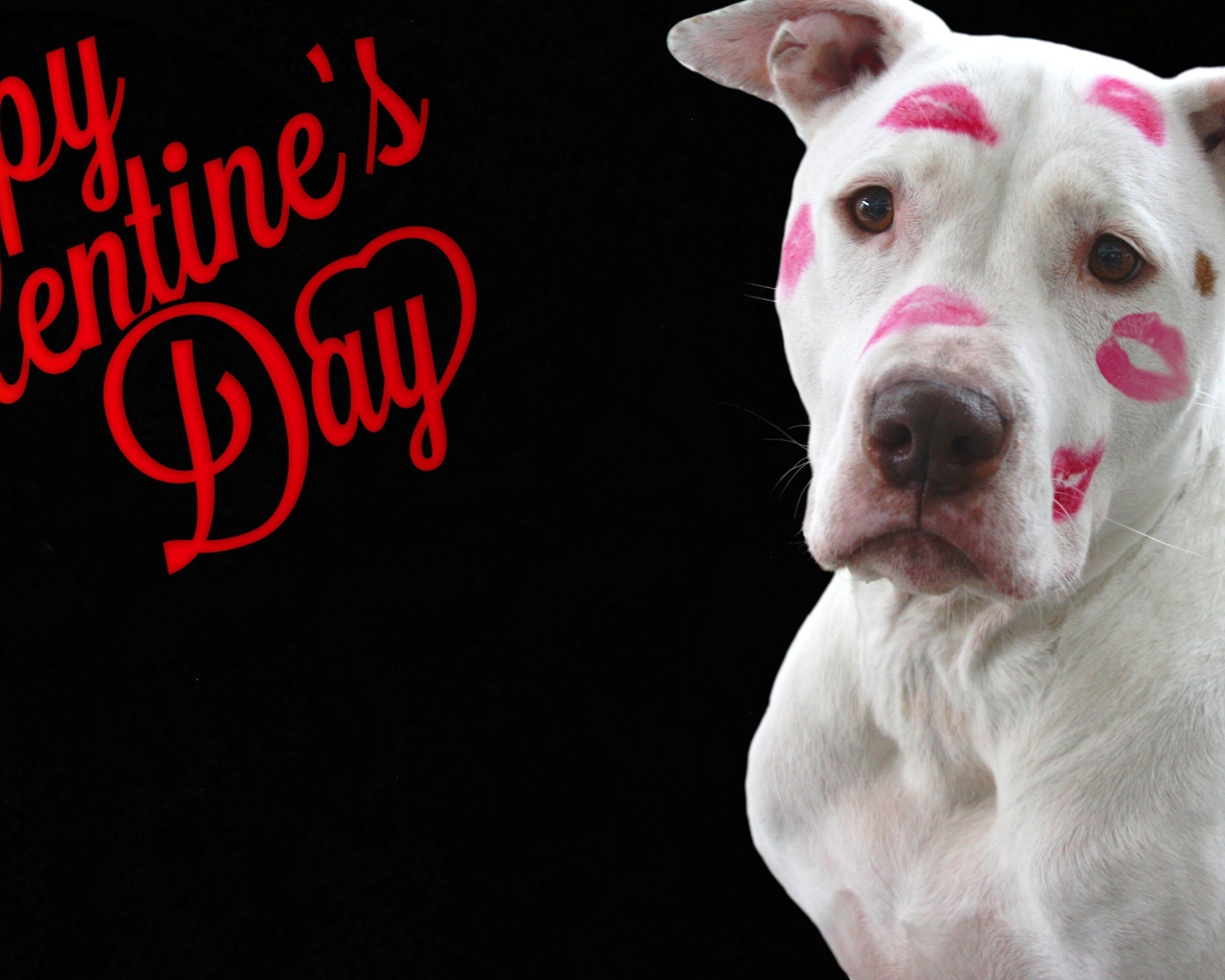 Белый пес со следами помады на черном фоне на День Святого Валентина
