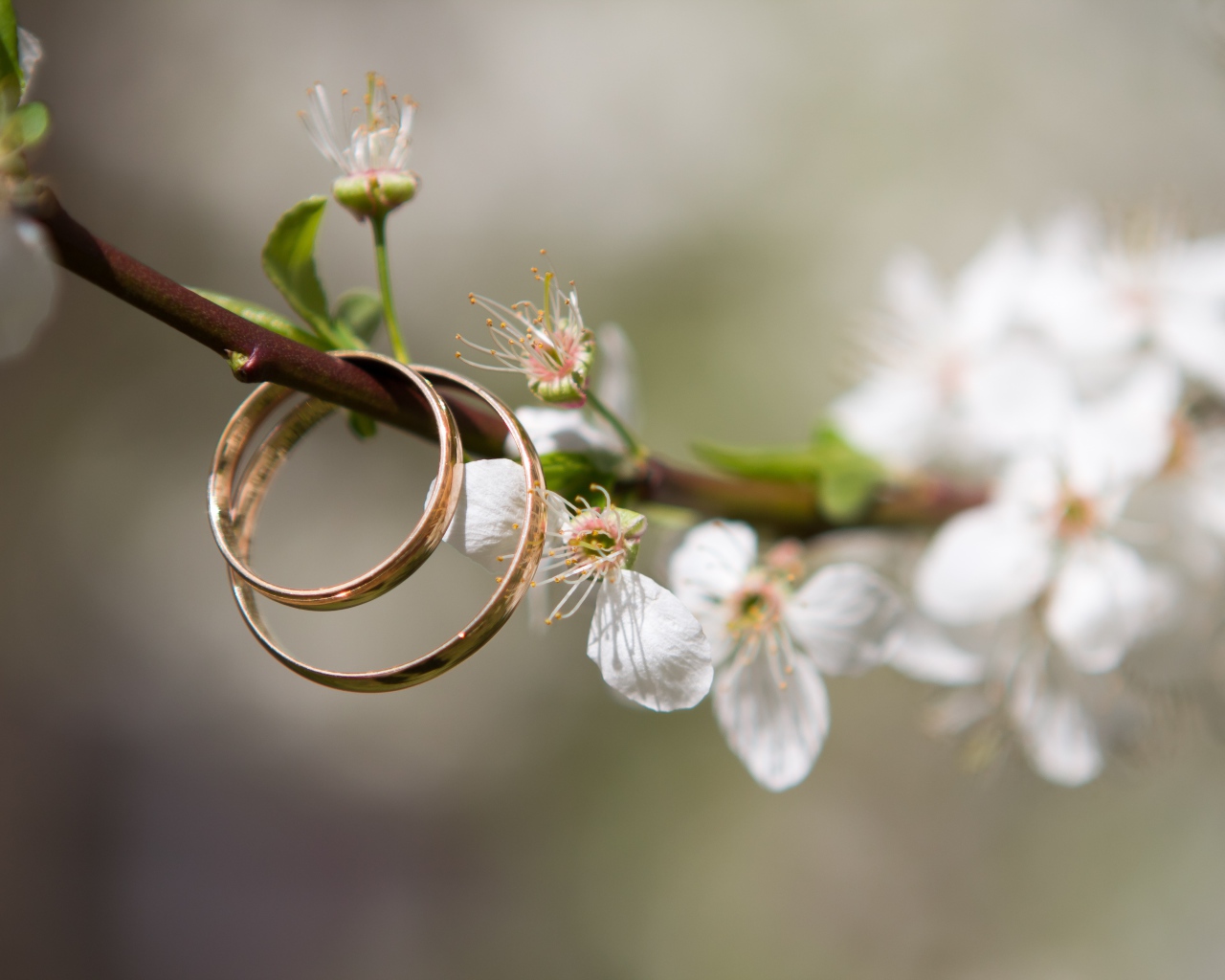 Два золотых  обручальных кольца на цветущей ветке вишни 