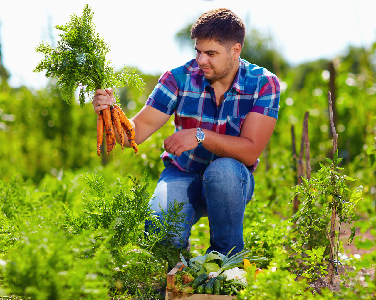Мужчина фермер собирает урожай моркови