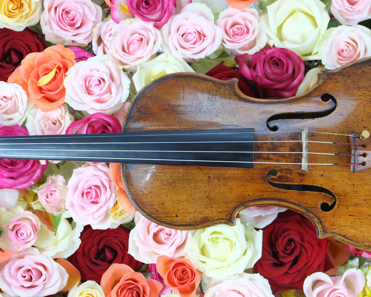 Дорогая скрипка лежит на розах 