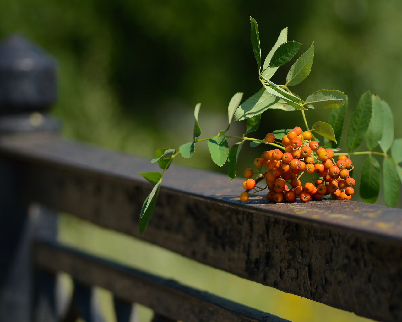 Гроздь оранжевой рябины лежит на перилах