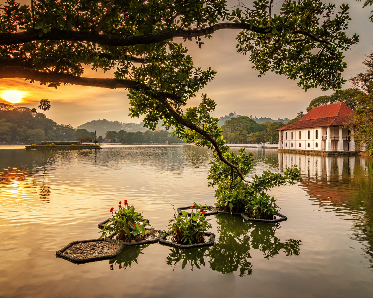 Ветка дерева опустилась в озеро на закате 