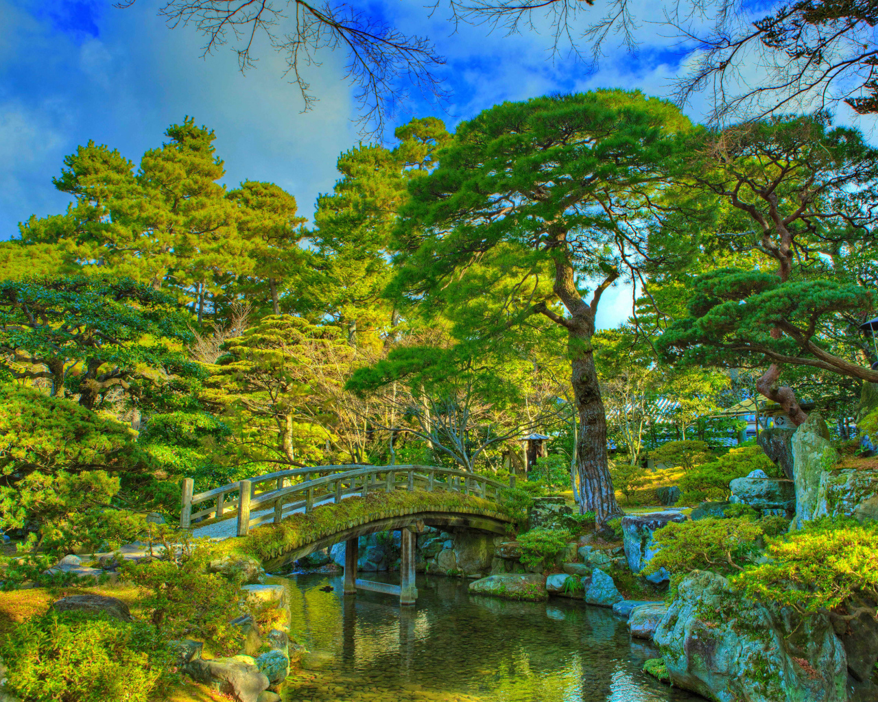 Красивые зеленые деревья в парке у реки