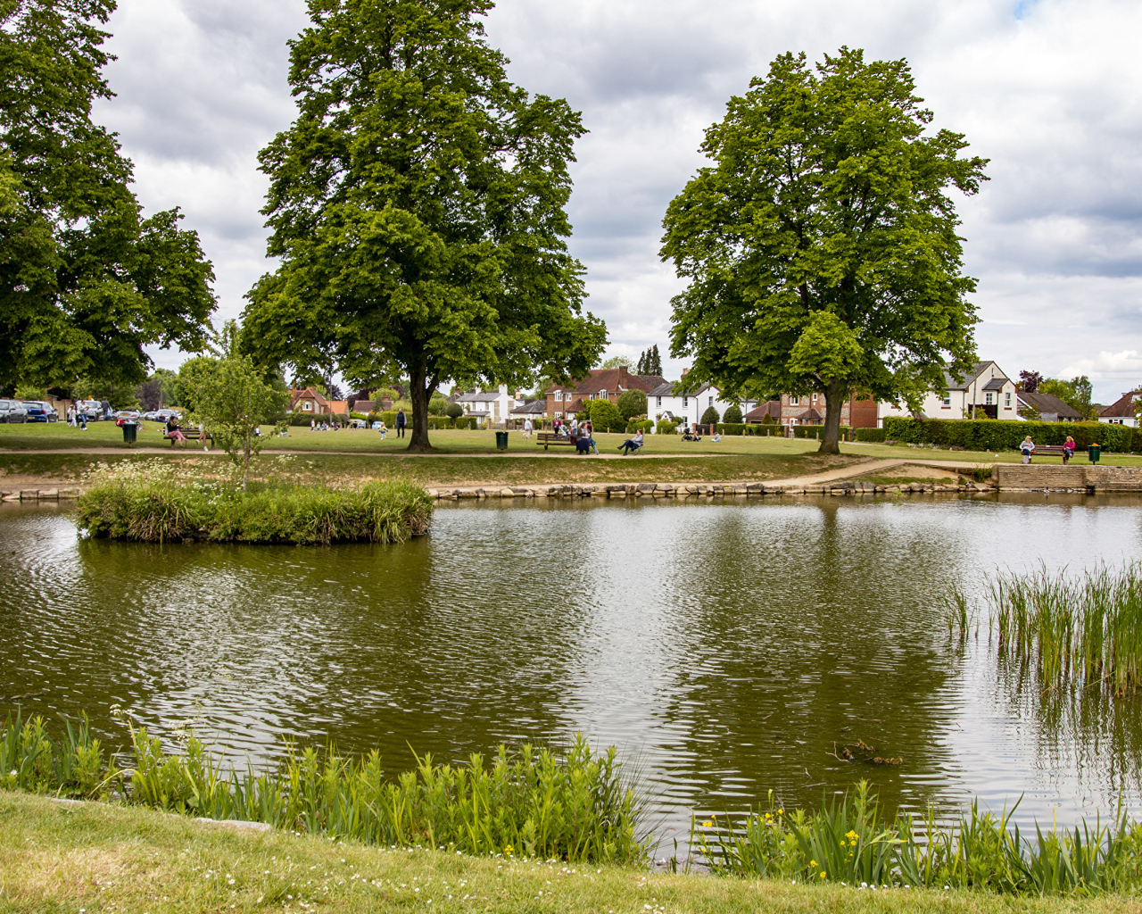 Красивый пруд и деревья в летнем парке 