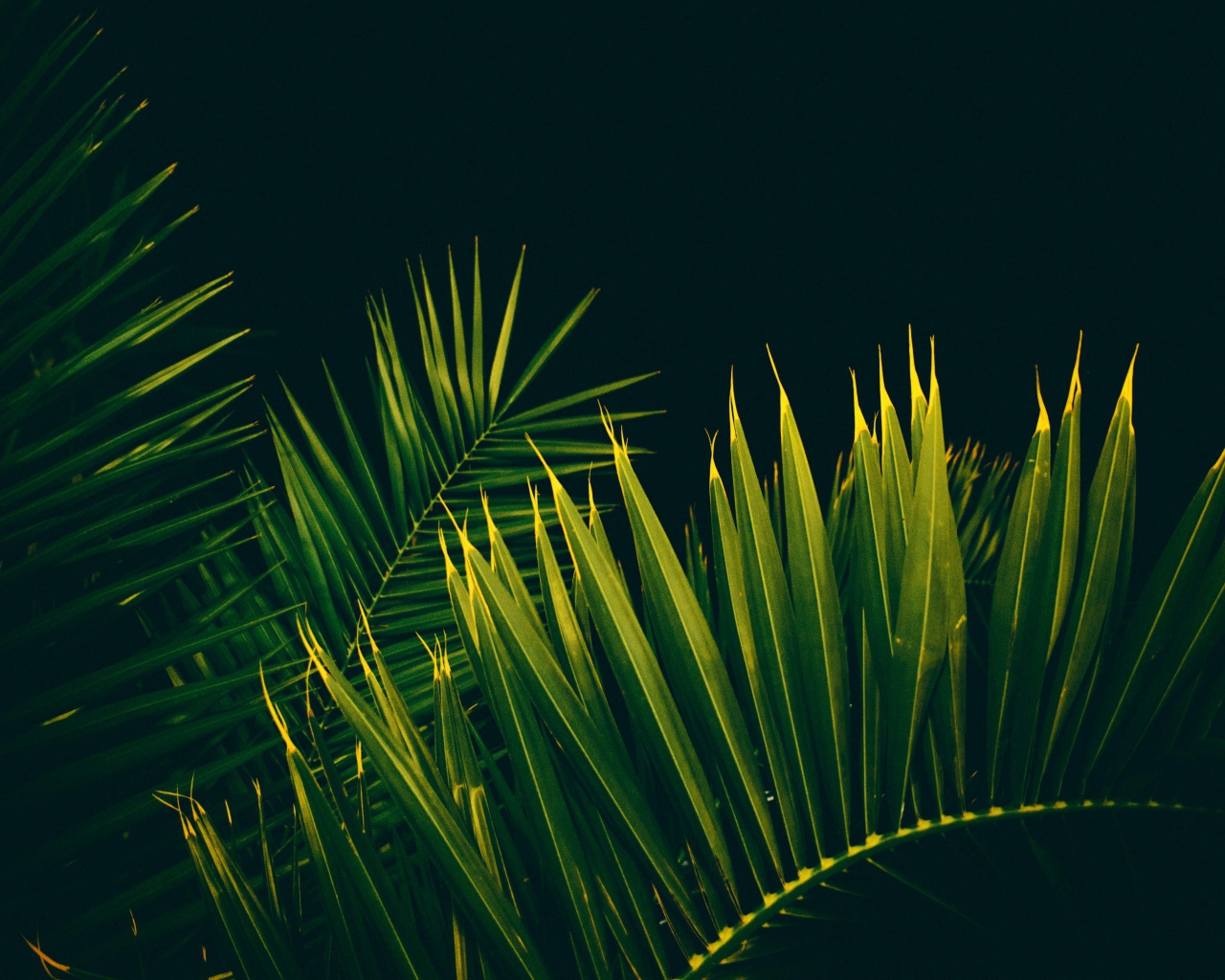 Big green palm leaves on a black background