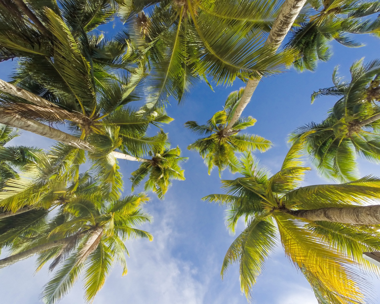 Bottom view of green leaves of palm tree under blue sky