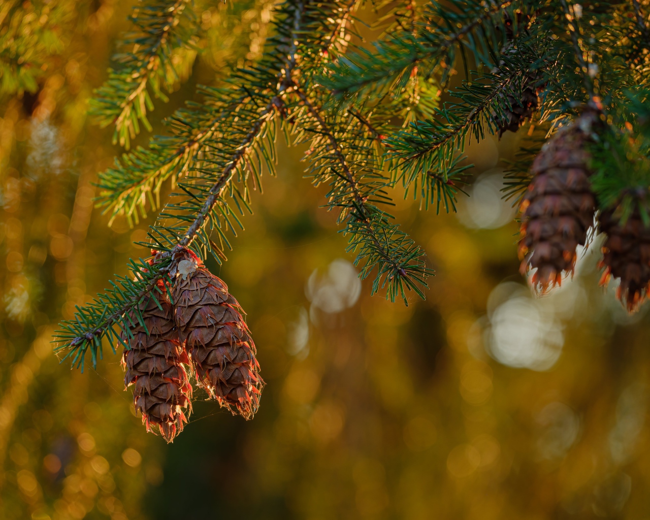 Шишки растут на колючей зеленой ветке ели 