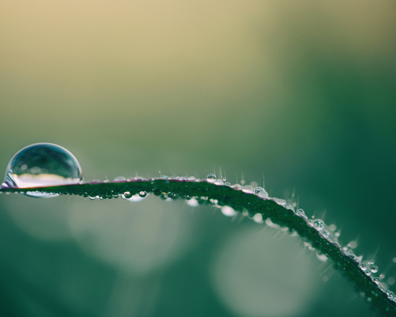 Капля росы на зеленой траве крупным планом