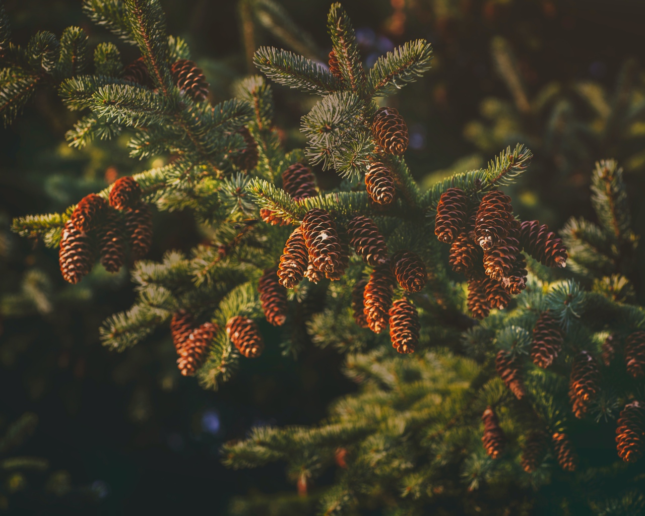 Пушистая еловая ветка с шишками