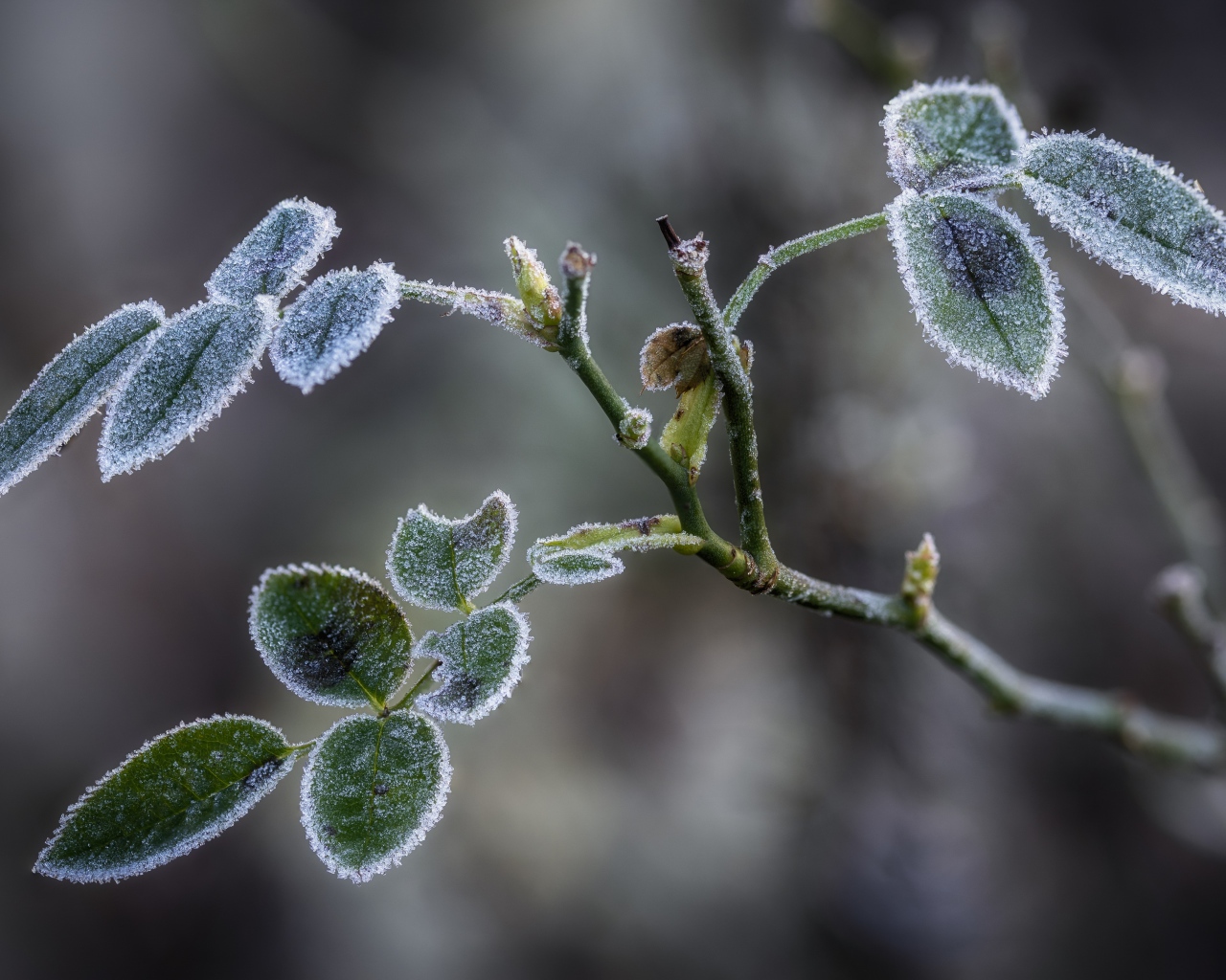 Покрытые инеем зеленые листья розы 