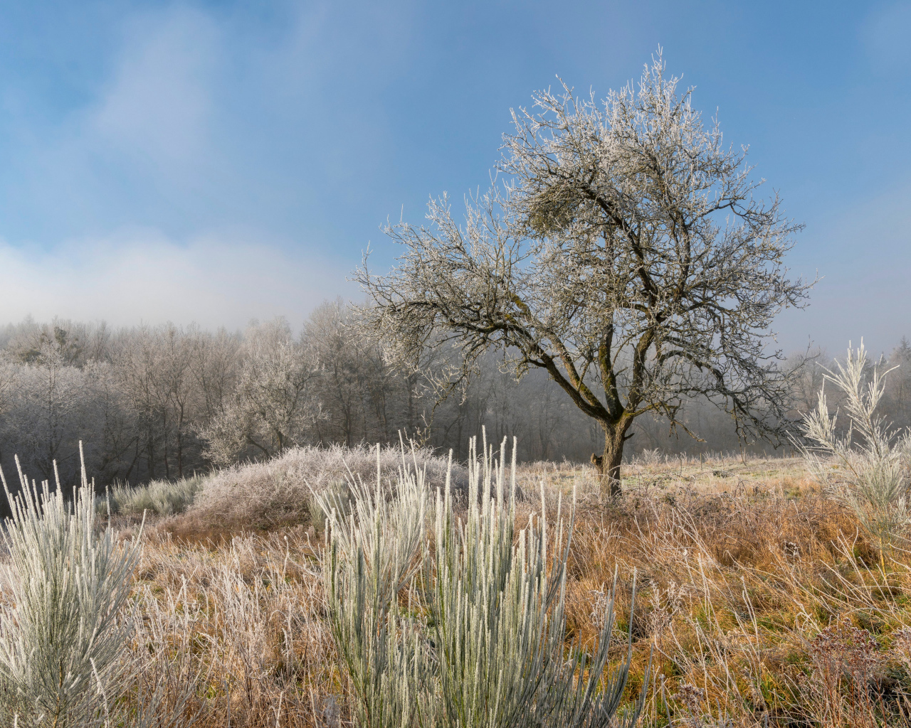 Покрытые инеем земля и деревья на рассвете 