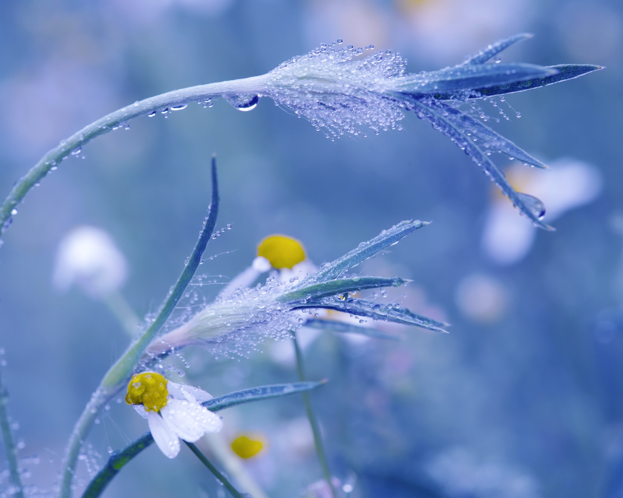 Трава в росе крупным планом