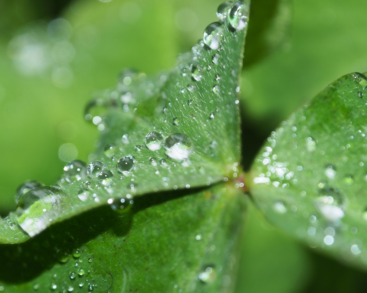 Зеленый лист клевера в каплях росы