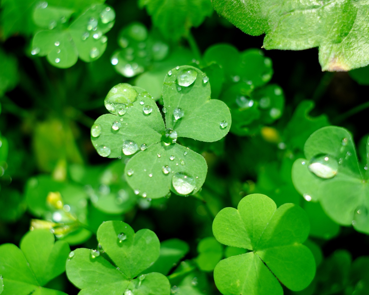 Зеленые листья клевера в каплях воды