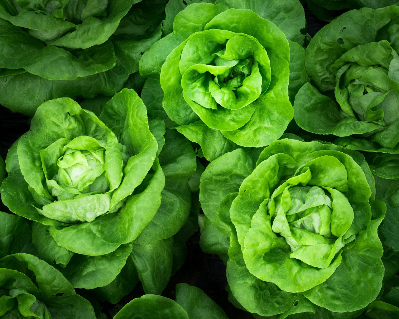 Зеленые листья салата крупным планом