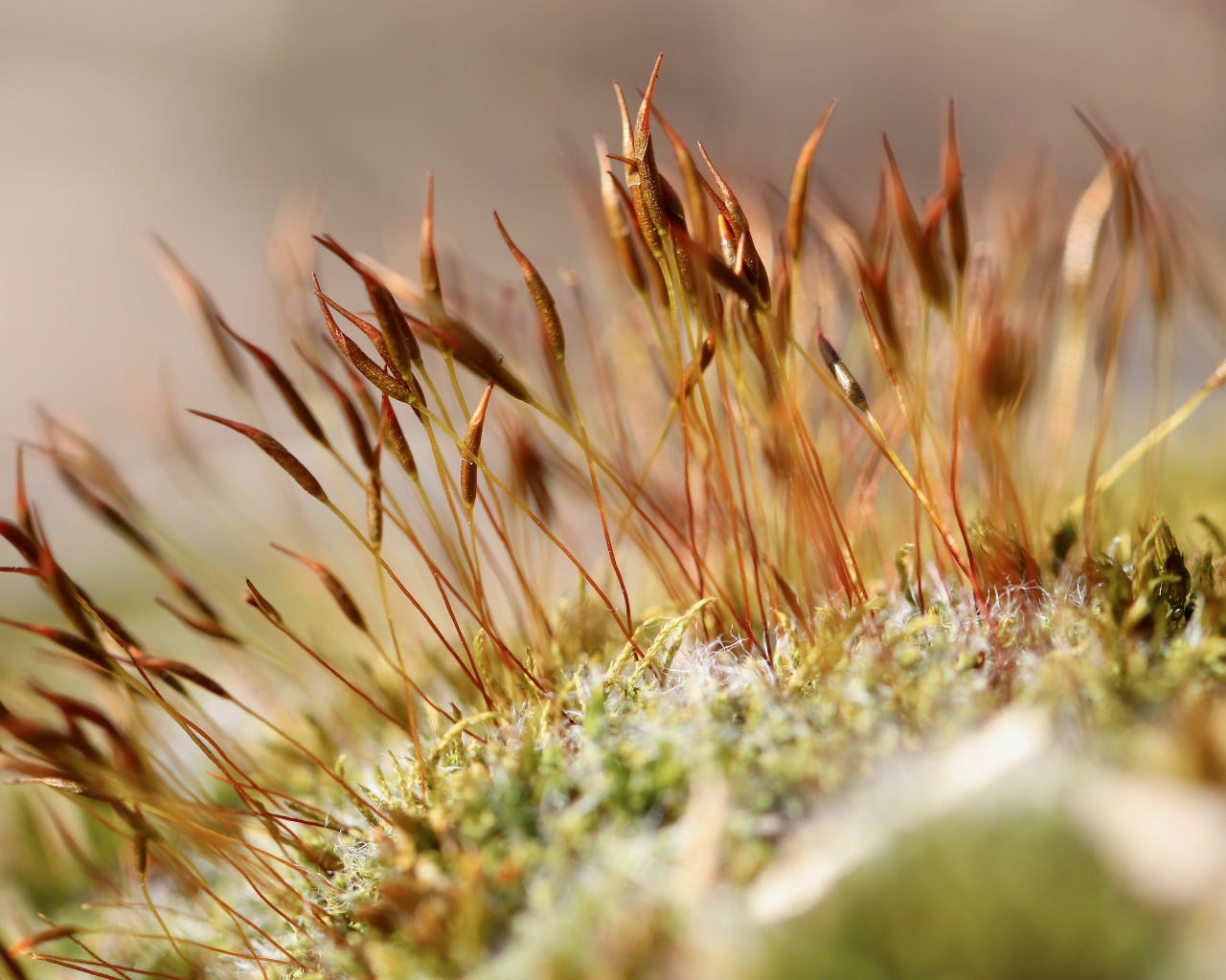 Зеленый мох крупным планом 