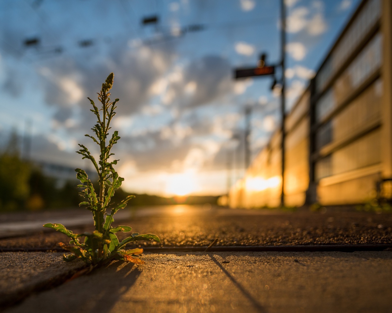 Зеленое растение пробивается сквозь асфальт