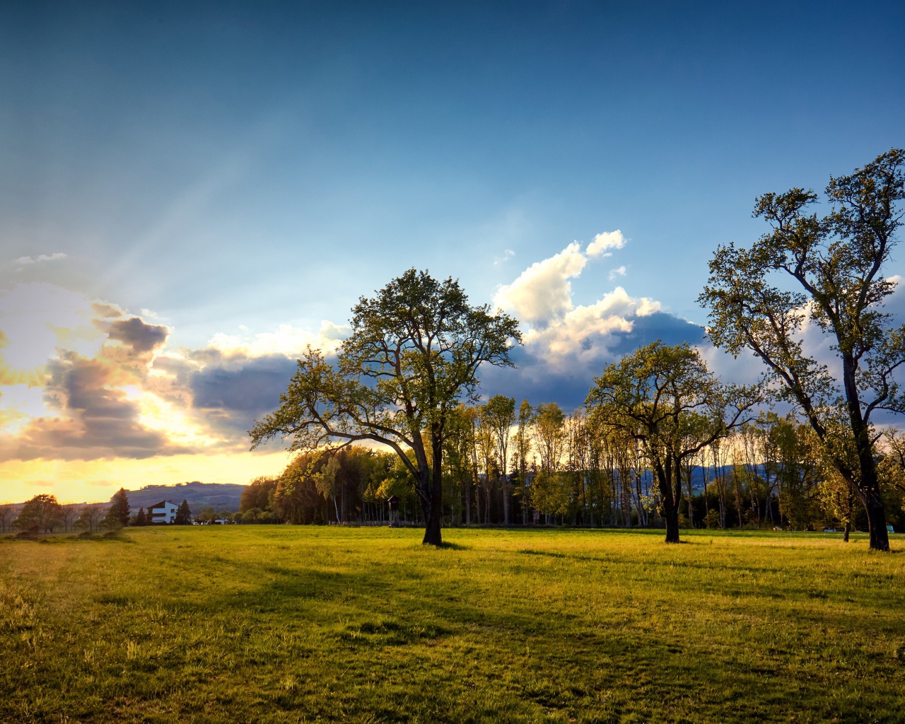 Зеленые деревья и трава в парке на рассвете