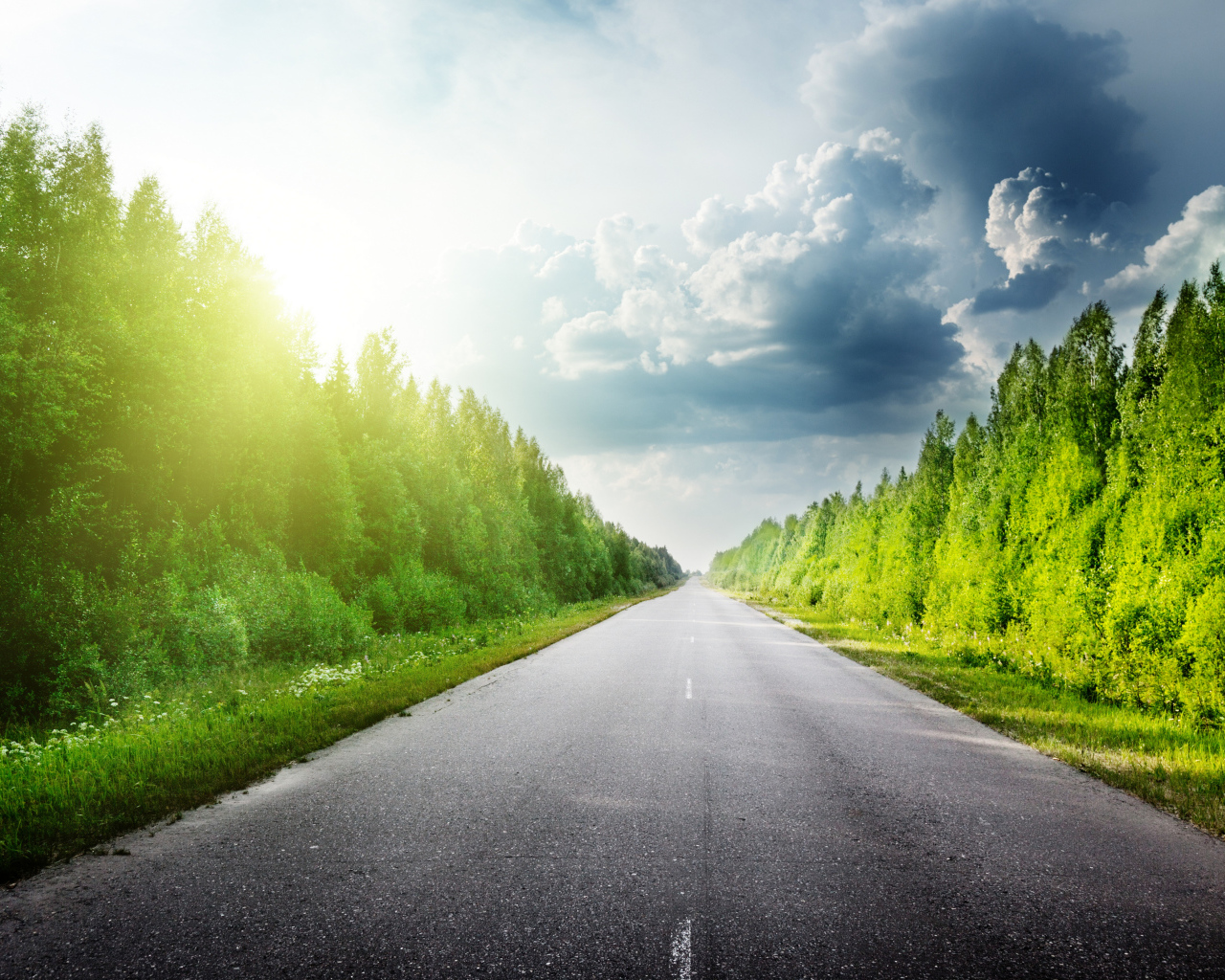 Зеленые деревья в лучах солнца у дороги