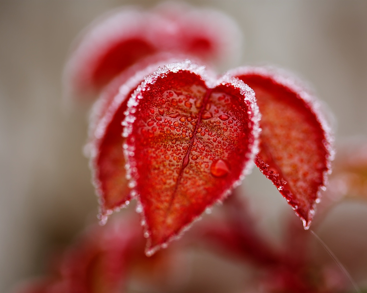 Оранжевые листья в снегу крупным планом