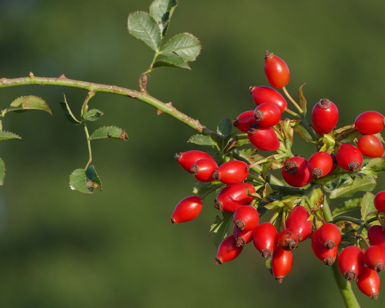 Красные ягоды шиповника на ветке в лучах солнца