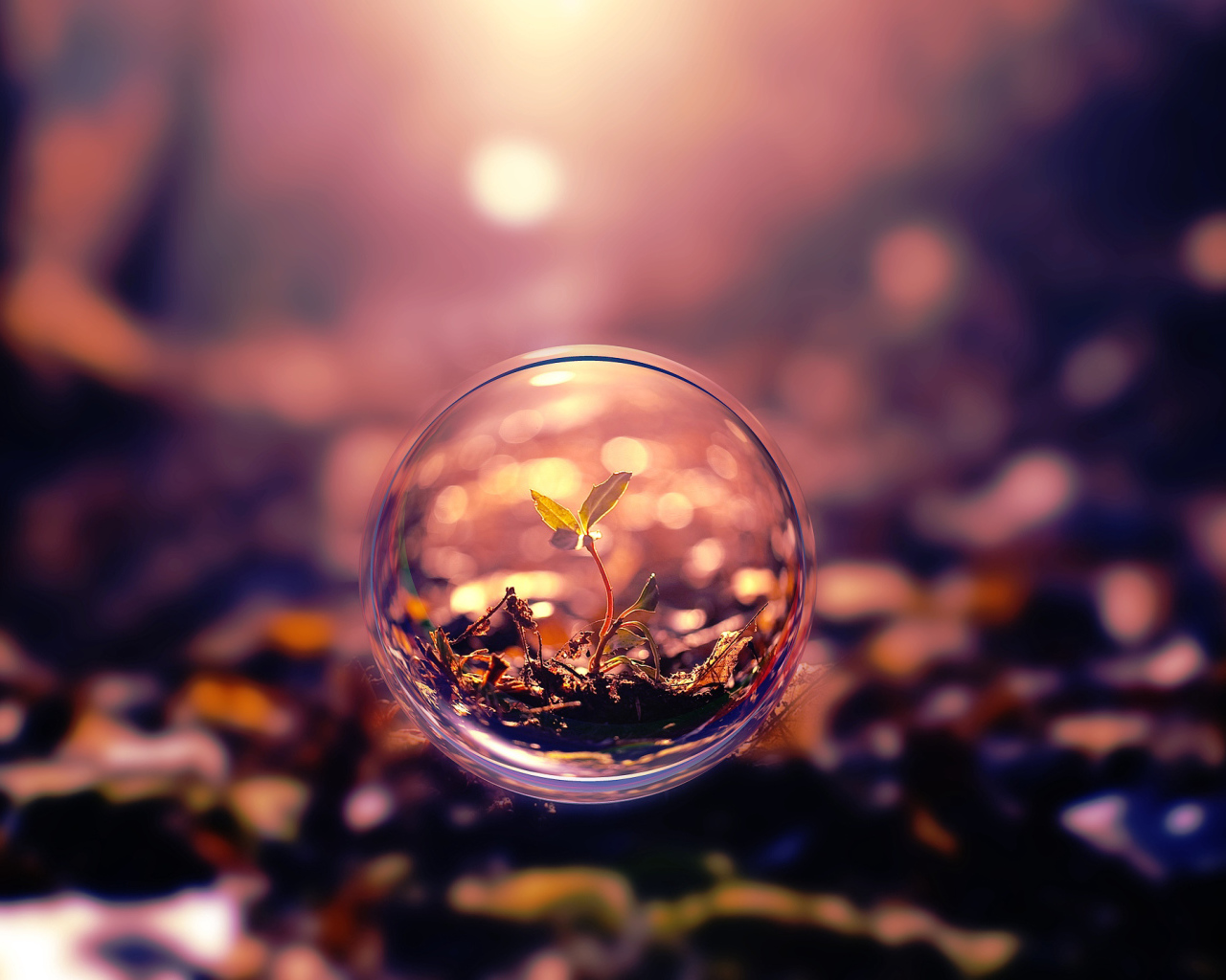 Росток пробивается в стеклянном шаре 