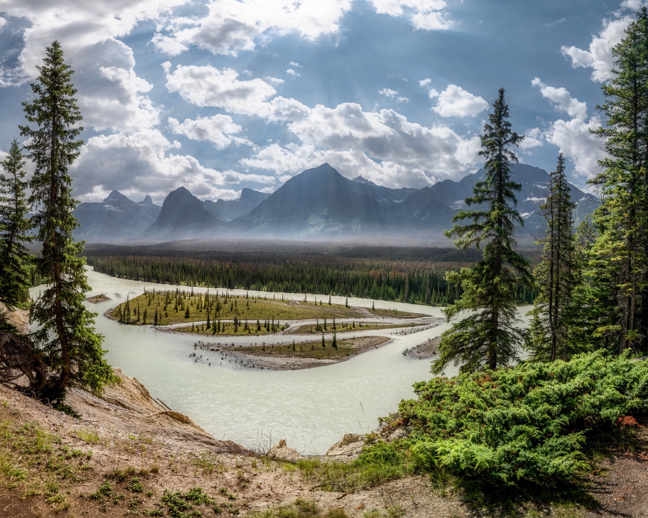 Высокие зеленые сосны на берегу реки в горах 