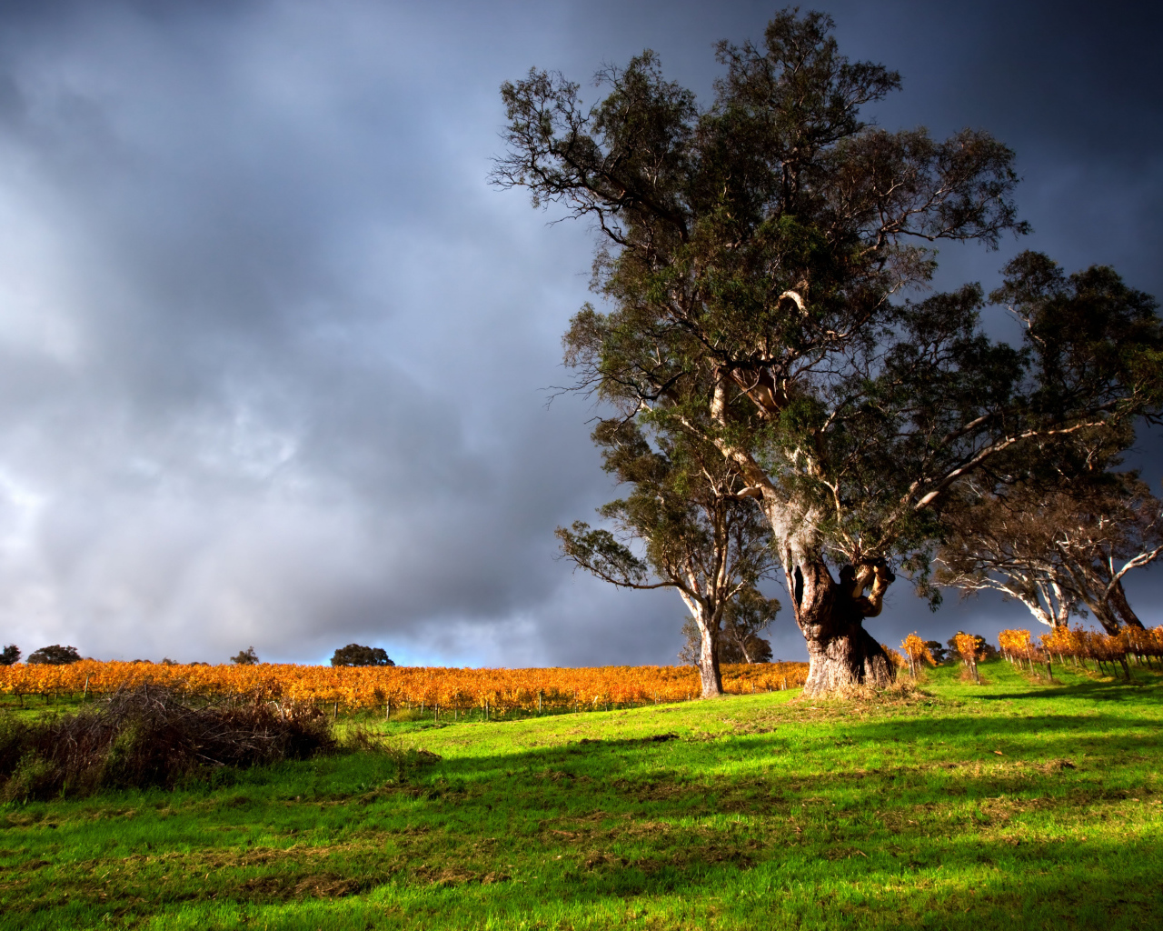 Высокое дерево под грозовым небом 