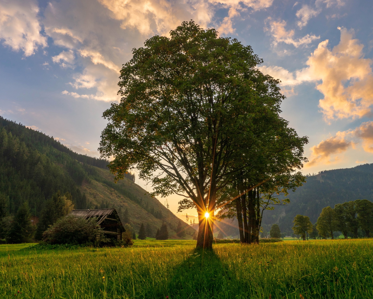 Высокое дерево с зелеными листьями в лучах солнца