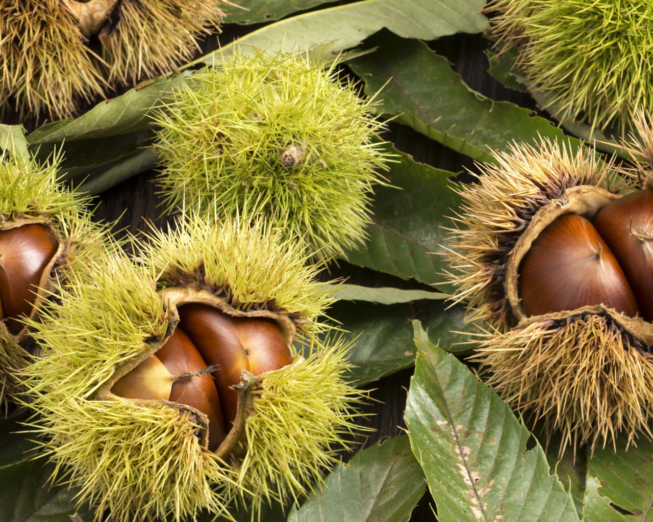 Колючие лесные орехи на дереве 