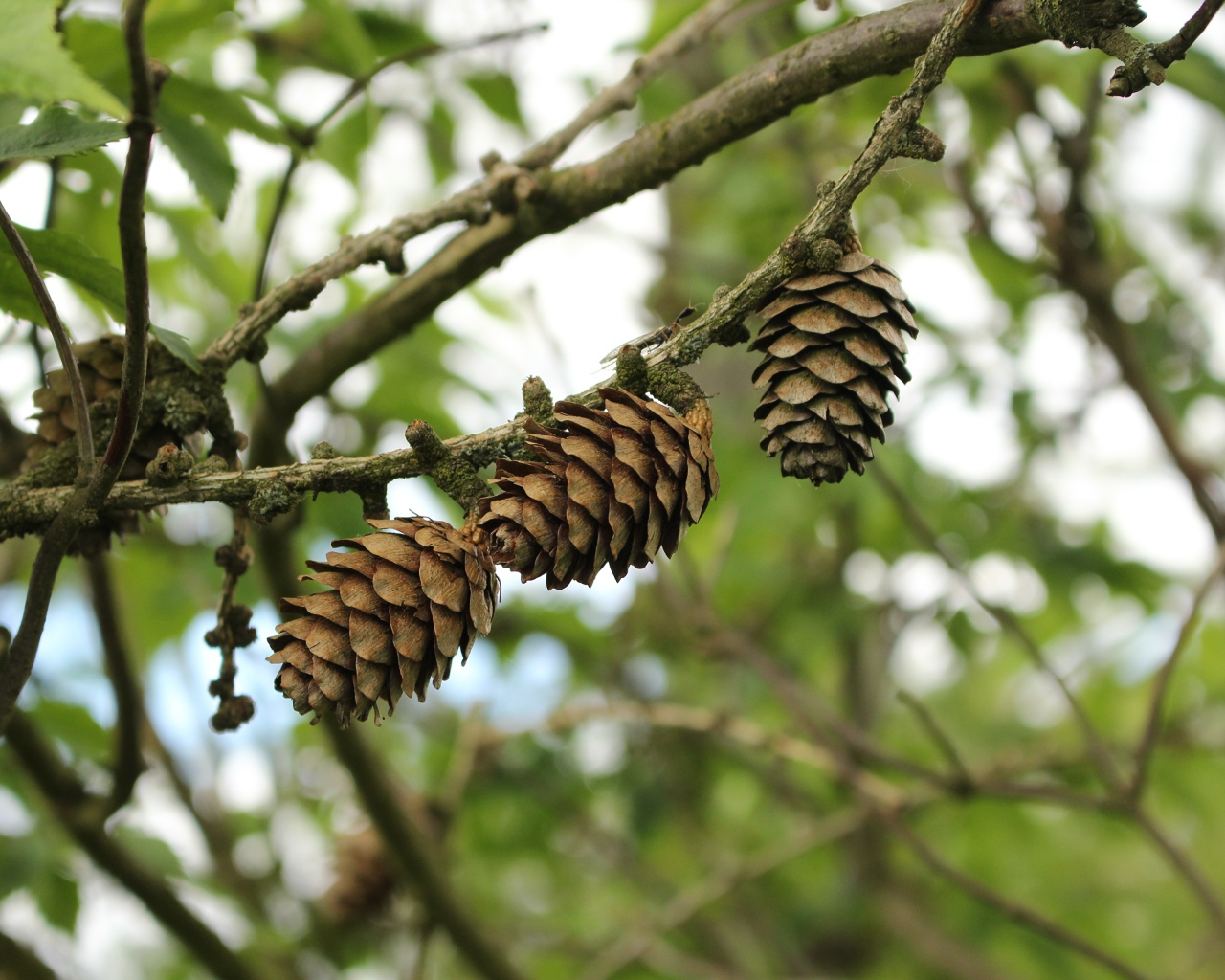 Три сосновые шишки висят на ветке 